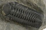 Detailed Austerops Trilobite - Ofaten, Morocco #325974-2